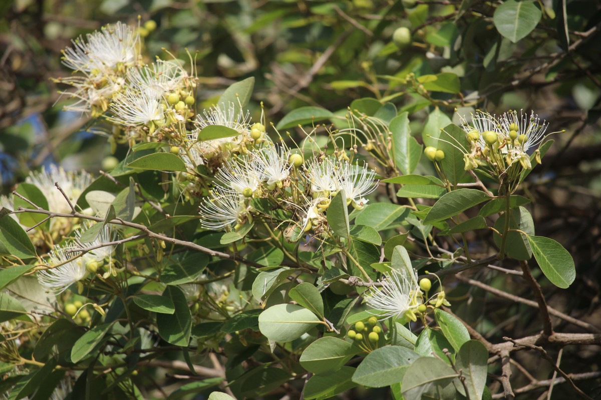 Capparis grandis L.f.